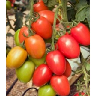 Seminte de tomate Policarpo