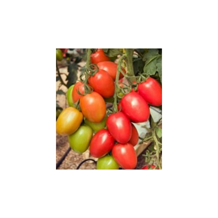 Seminte de tomate Policarpo