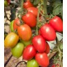 Seminte de tomate Policarpo
