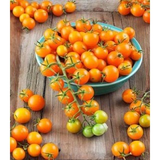 Seminte de tomate Sungold F1, 10 seminte
