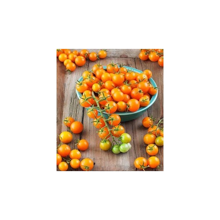Seminte de tomate Sungold F1, 10 seminte