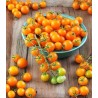 Seminte de tomate Sungold F1, 10 seminte