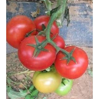 Seminte profesionale de tomate Yigido F1, Seminis