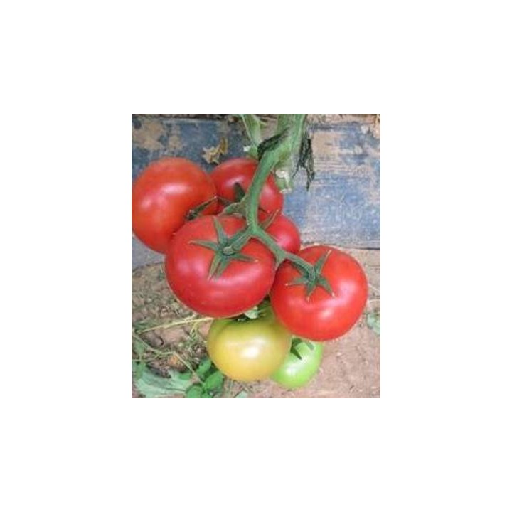 Seminte profesionale de tomate Yigido F1, Seminis