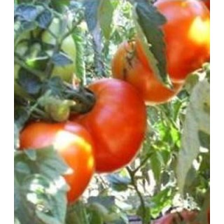 Seminte profesionale de tomate Leonora F1, Clause