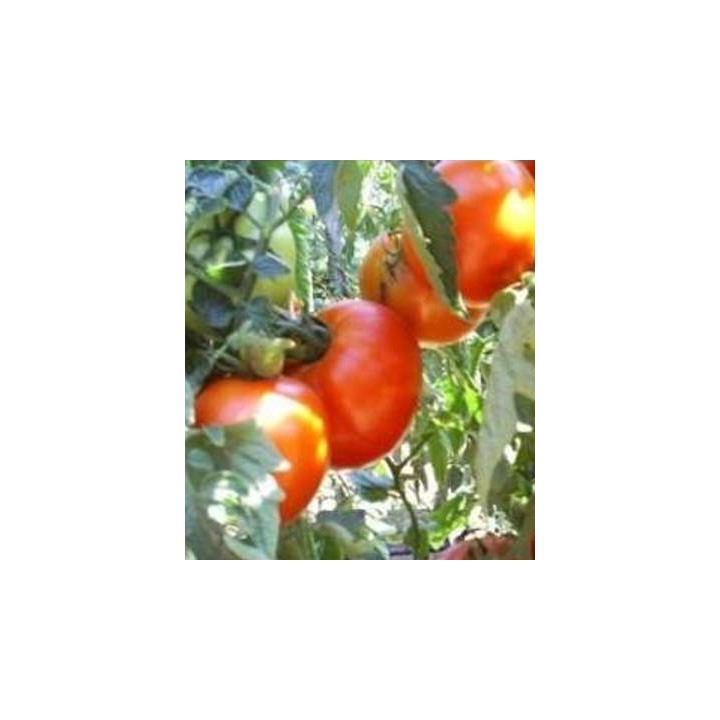 Seminte profesionale de tomate Leonora F1, Clause