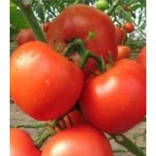 Seminte de tomate Kartier F1, Clause