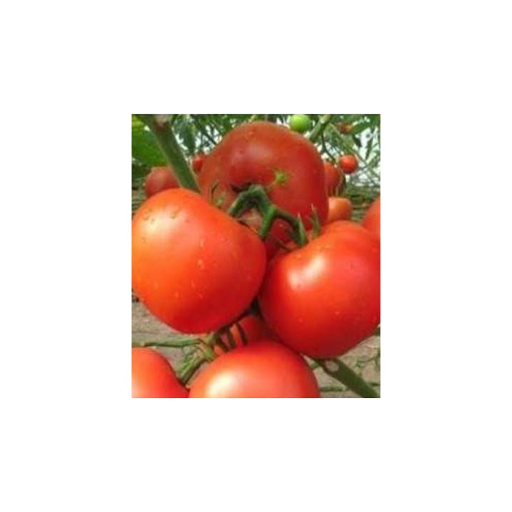 Seminte de tomate Kartier F1, Clause