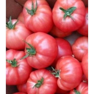 Seminte de tomate roz Aphen F1, 250 seminte