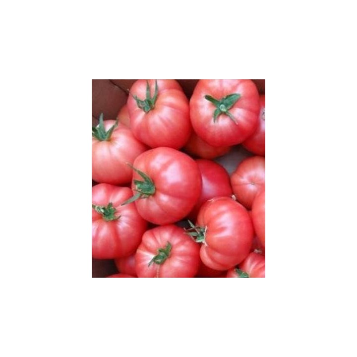 Seminte de tomate roz Aphen F1, 250 seminte