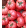 Seminte de tomate Aphen F1, 10 seminte
