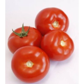 Seminte de tomate Doufu F1, 1000 seminte