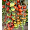 Seminte de tomate Cheramy F1, RZ