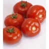 Seminte de tomate Alamina F1