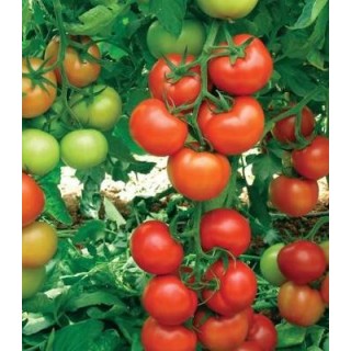 Seminte profesionale de tomate Antalya F1, Yuksel