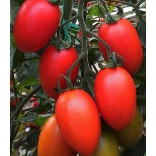 Seminte profesionale de tomate Peradur F1, prunisoare de solar
