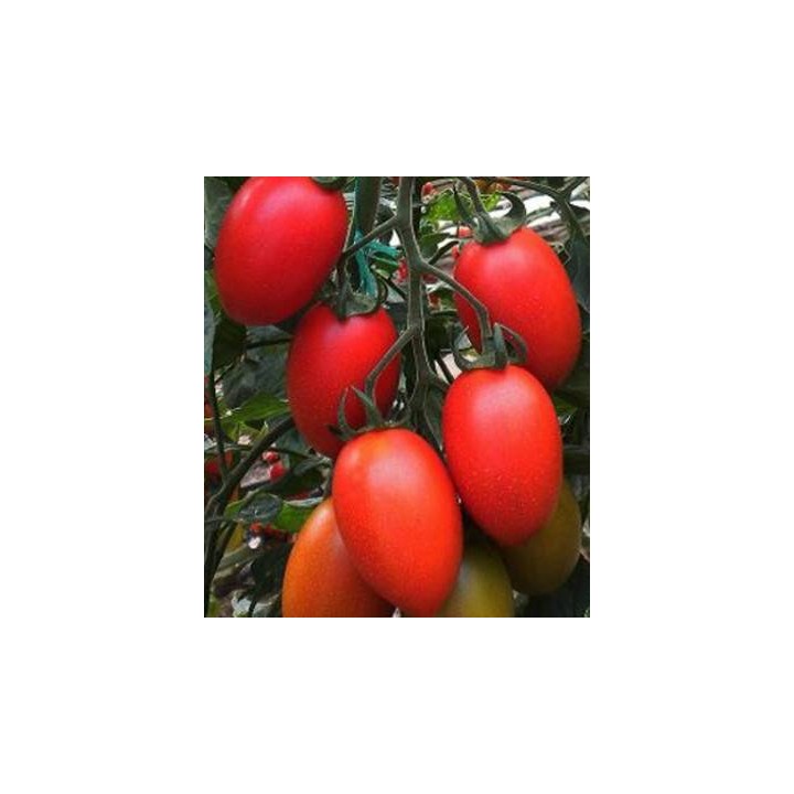 Seminte profesionale de tomate Peradur F1, prunisoare de solar