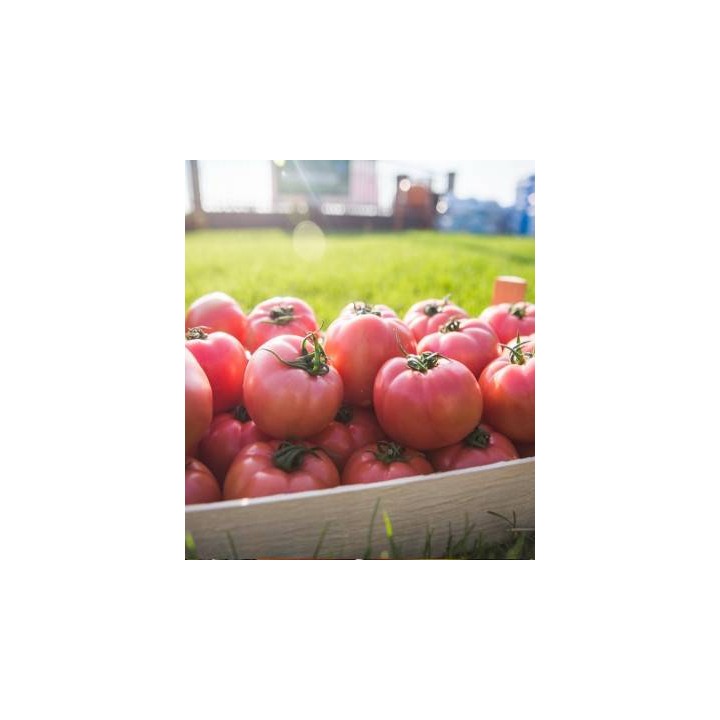 Seminte profesionale de tomate roz Pink Rock F1, Yuksel