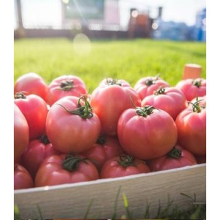 Seminte profesionale de tomate roz, Pink Rock F1, Yuksel