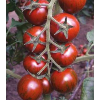 Seminte profesionale de tomate Tiger F1, Yuksel