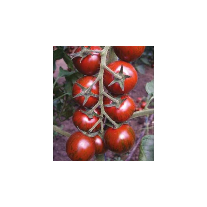 Seminte profesionale de tomate Tiger F1, Yuksel