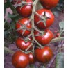 Seminte profesionale de tomate Tiger F1, Yuksel