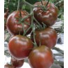 Seminte profesionale de tomate Sacher F1, Yuksel