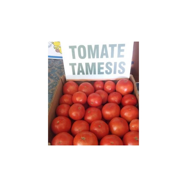 Seminte de toamte Tamesis F1