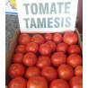 Seminte de toamte Tamesis F1