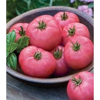 Seminte de tomate Gryphon F1