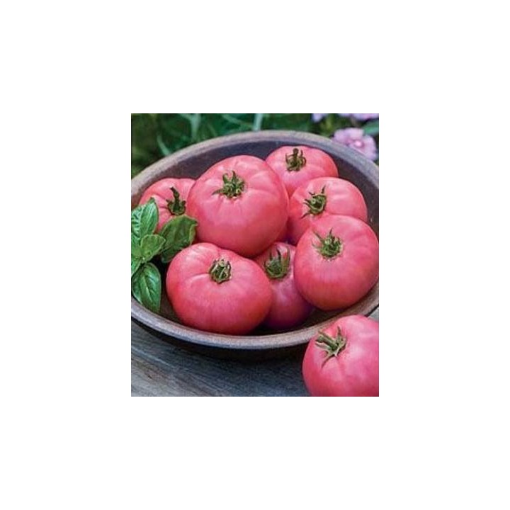 Seminte de tomate Gryphon F1