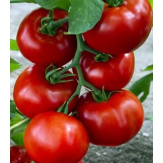 Seminte de tomate Zadurella F1, 250 seminte
