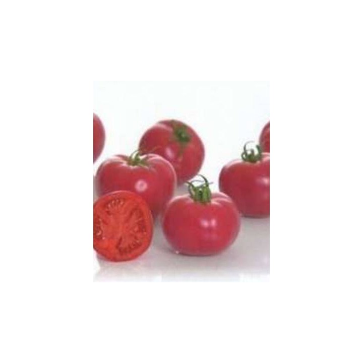 Seminte de tomate Pink Impression F1, 500 seminte