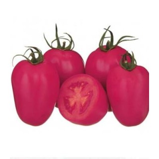Seminte de tomate prunisoare roz Pink Pioneer F1