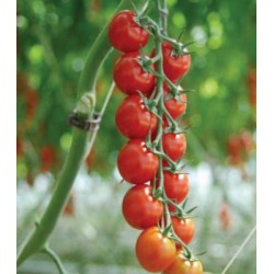 Seminte de tomate Sakura F1