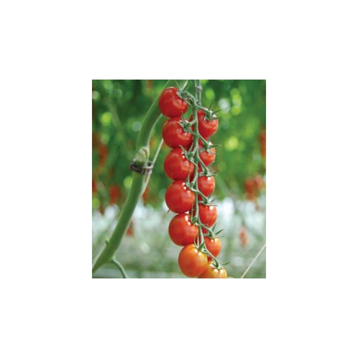 Seminte de tomate Sakura F1