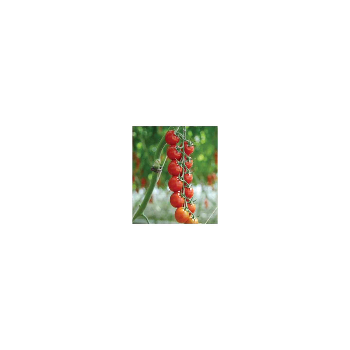 Seminte de tomate Sakura F1