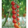 Seminte de tomate Sakura F1