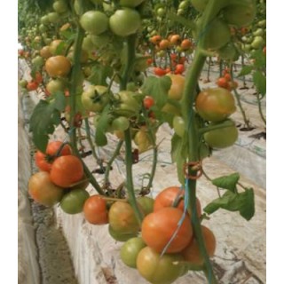 Seminte de tomate Agilis F1