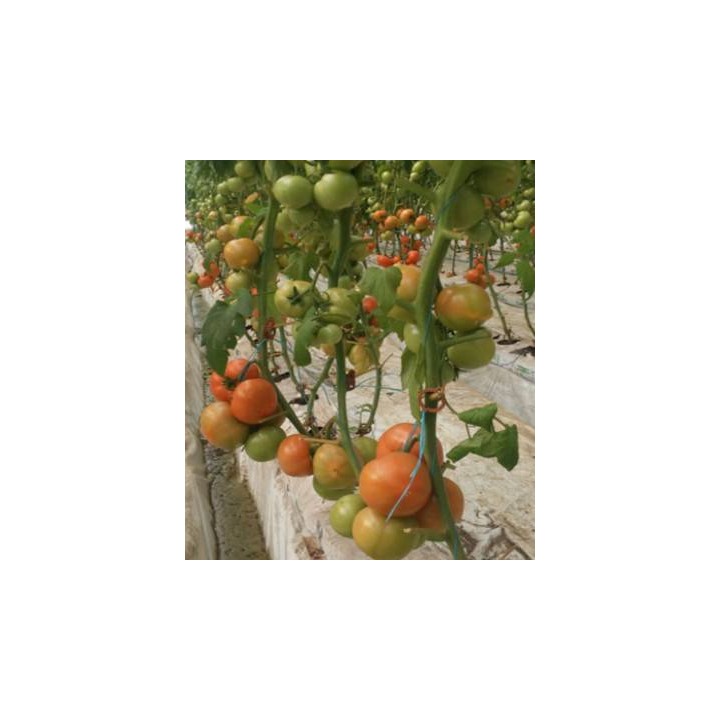 Seminte de tomate Agilis F1
