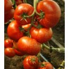 Seminte de tomate Umagna F1