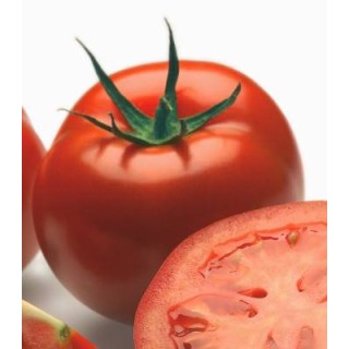 Tomate nedeterminate Logure F1