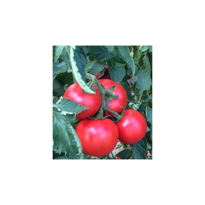 Seminte de tomate Zulfia F1, 1000 seminte