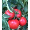 Seminte de tomate Zulfia F1, 1000 seminte