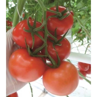 Tomate nedeterminate Endeavour F1