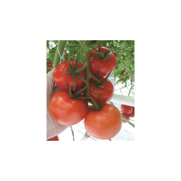 Tomate nedeterminate Endeavour F1