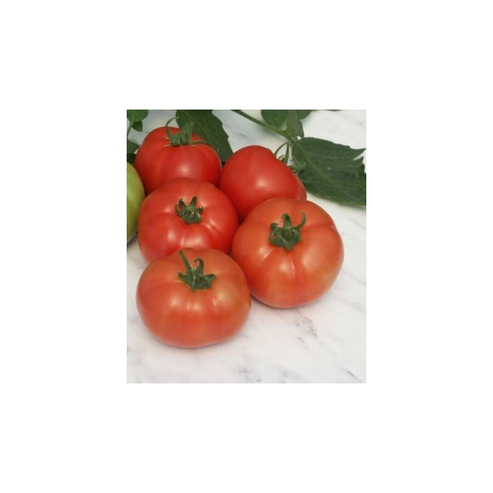 seminte de tomate reyana f1