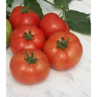Seminte de tomate Reyana F1