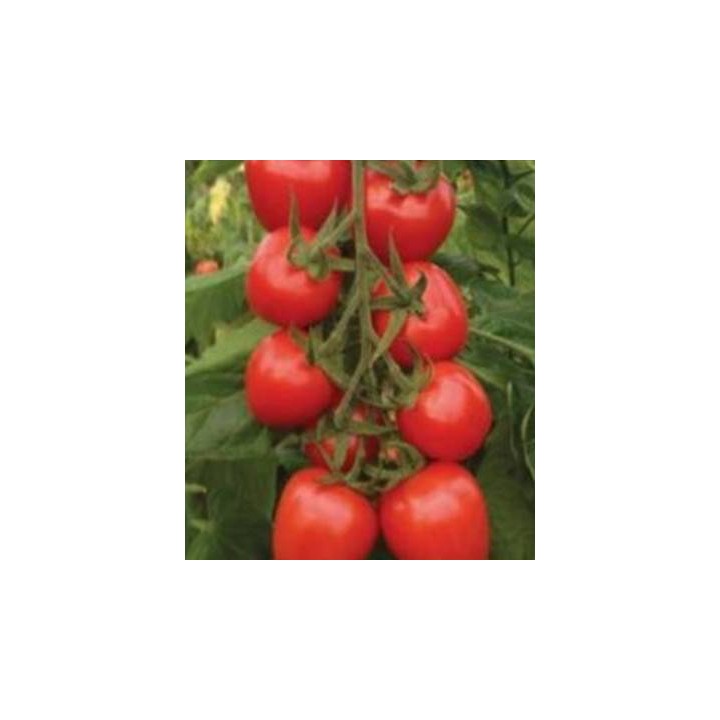 Seminte de tomate Red Heart F1 pentru recoltarea pe ciorchine