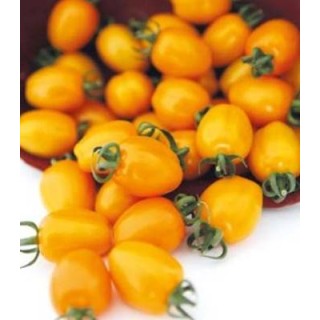 Seminte de rosii cherry galbene 142-550 F1